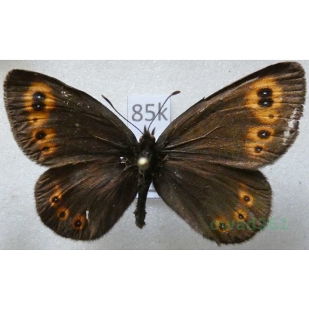 Erebia medusa (Denis & Schiffermüller, 1775) male Górówka meduza Czech85k